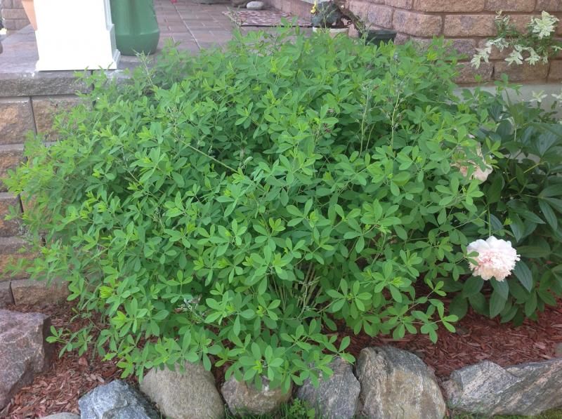  photo BlueIndigo2.jpg